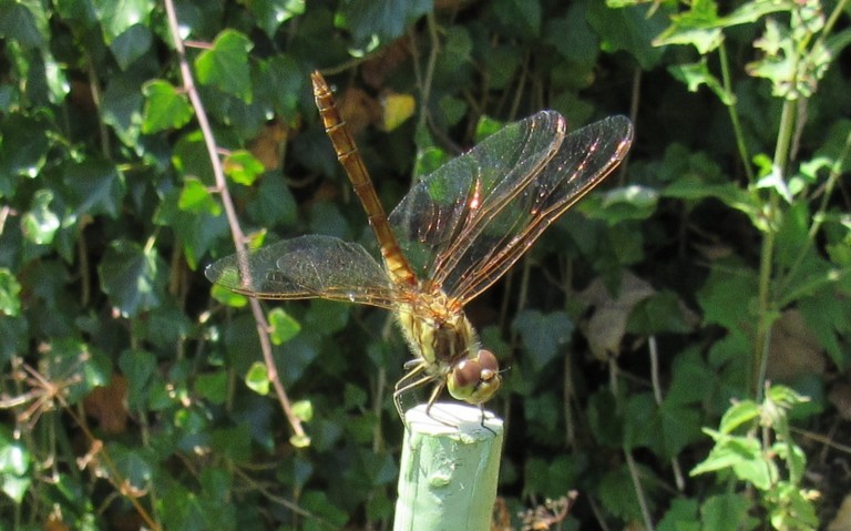 Libellules - Sympetrum méridional - Sympetrum meridionale - mâle