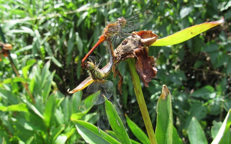 Libellules - Sympétrum rouge sang - Sympetrum sanguineum