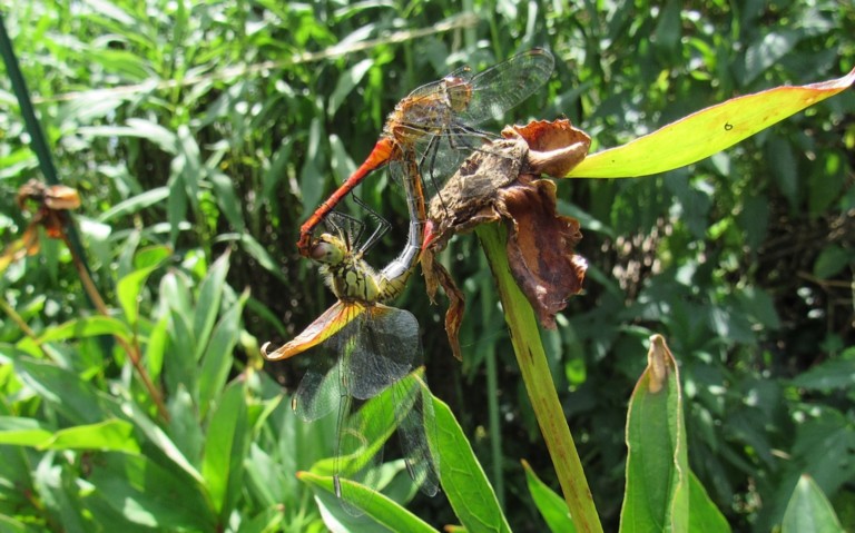 Libellules - Sympétrum rouge sang - Sympetrum sanguineum