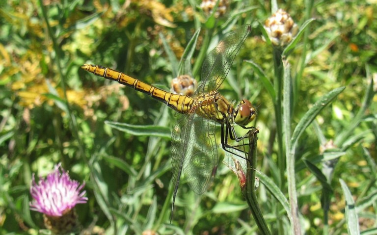Libellules - Sympétrum rouge sang - Sympetrum sanguineum - Femelle