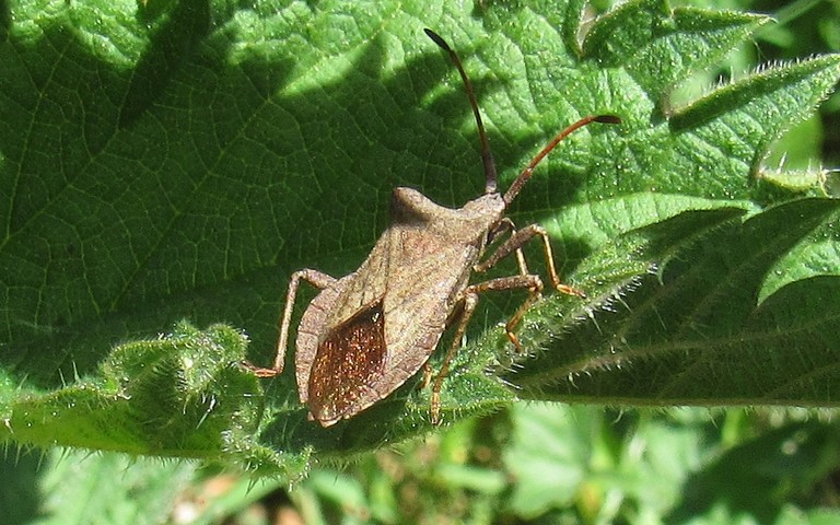 Syromaste marginé - Coreus marginatus
