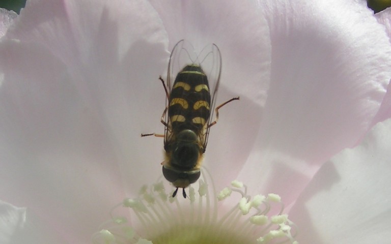 18 juillet 2025 Syrphe pyrastre - Scaeva pyrastri