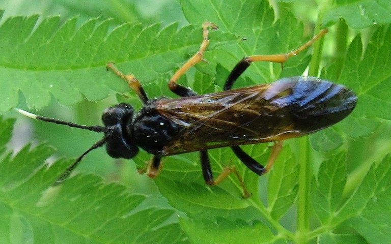 Tenthredo crassa