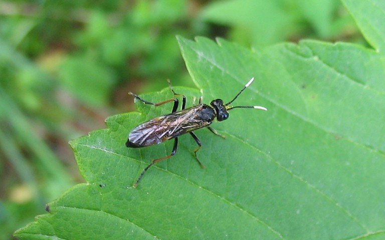Hyménoptères - Ischneumonidés -Tenthredo crassa