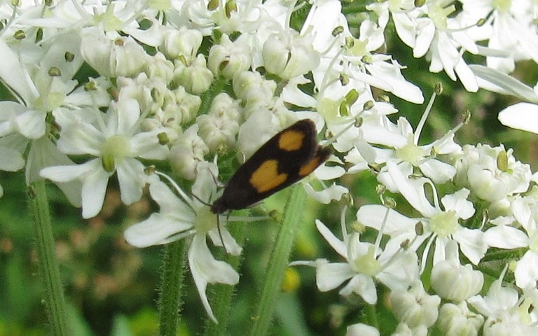 Papillons - Tordeuse de la berce - Pammene aurana