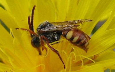 Nomada sp