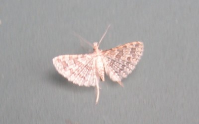 Alucita sp.