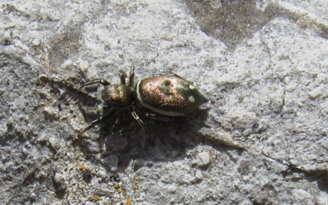 Araignée sauteuse - Heliophanus aeneus