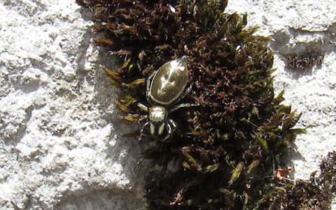 Araignée sauteuse - Heliophanus aeneus