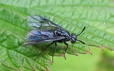 Tenthrède du berbéris
