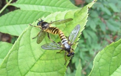 Choerades fimbriata