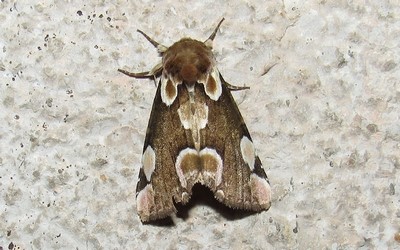 La batis
