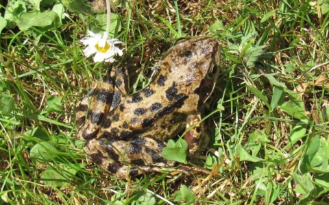 Grenouille rousse