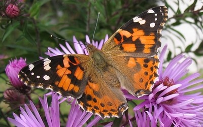 La belle dame