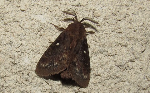 Papillons - Le bombyx du pin - Dendrolimus pini - Mâle