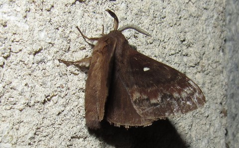 Papillons - Le bombyx du pin - Dendrolimus pini - Mâle