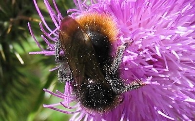 Le bourdon des pierres