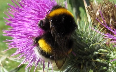 Le bourdon terrestre