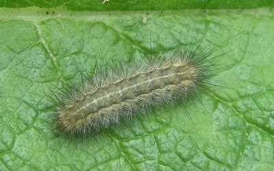 Chenille de l'écaille lièvre