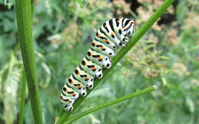 Chenille du machaon
