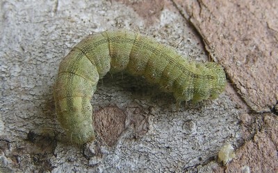 Chenille de la noctuelle peltigère