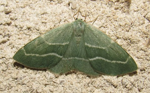 Papillons - L'herbacée - Chlorissa viridata