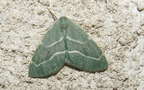 Papillons - La chlorée - Chlorissa cloraria