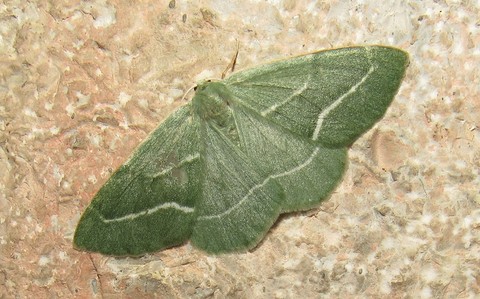 Papillons - La chlorée - Chlorissa cloraria