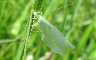 Le chrysope