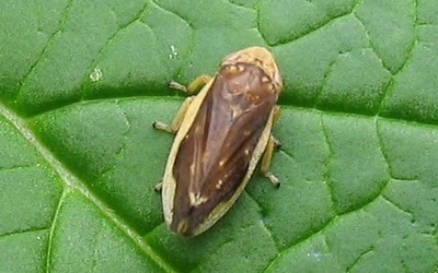 La cicadelle