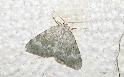 La cidarie glauque
