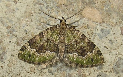 Papillons - La cidarie olive - Colostygia olivata - Mâle