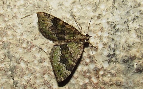 Papillons - La cidarie olive - Colostygia olivata - Mâle