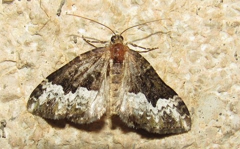 Papillons -La cidarie pivert - Euphyia biangulata
