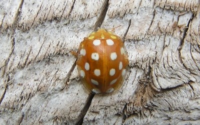 La coccinelle à 16 taches