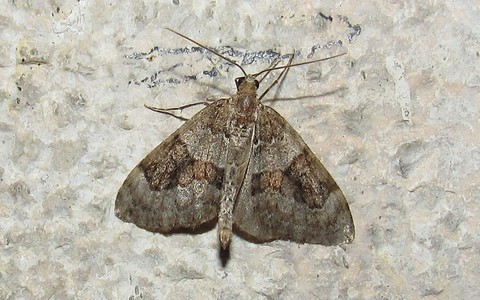 Papillons - La corythée variée - Thera variata