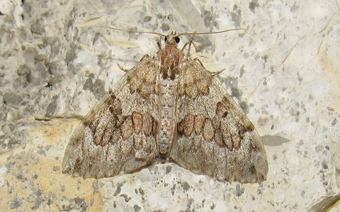 Papillons - La corythée variée - Thera variata
