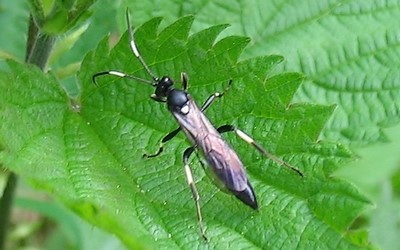 Coelichneumon desinatorius