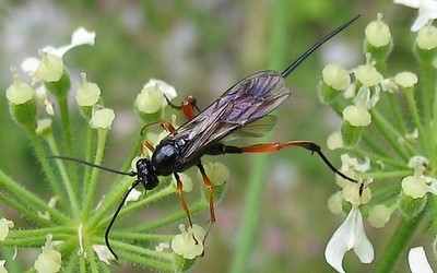 Cryptus sp