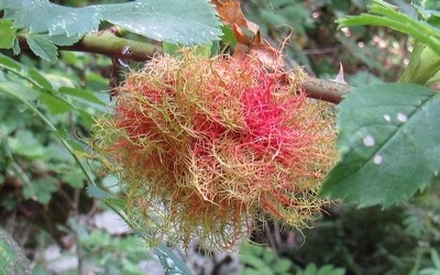 Cynips du rosier larve