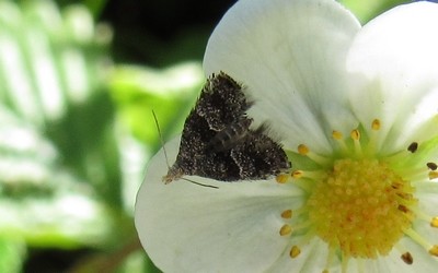 Tinagma perdicella