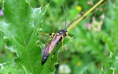 Dyphus sp