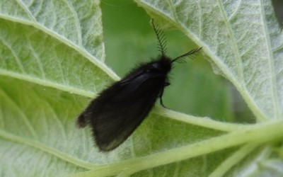 Epichnopterix plumella