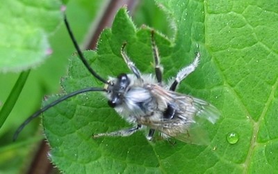Eucera longicornus