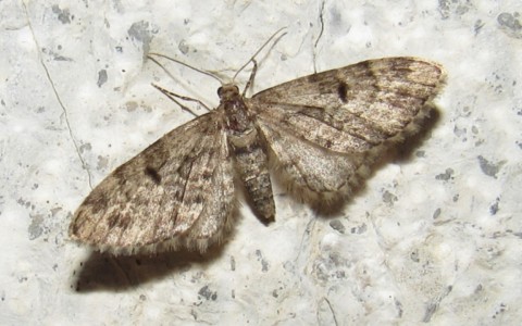 Eupithecia sp