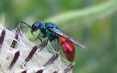 La chryside enflammée
