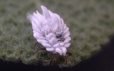 La cochenille