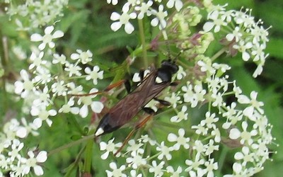 Ichneumon extensorius