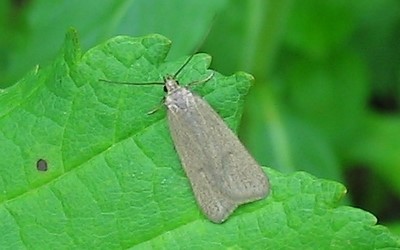 Tinoides inconnus