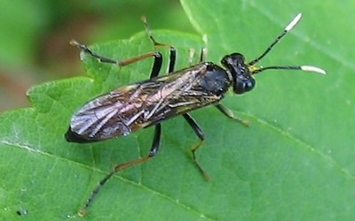 Tenthredo crassa